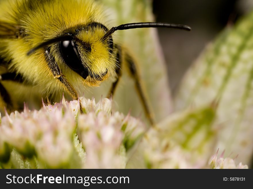 Closeup of bee searching for nectar found near Seattle Washington