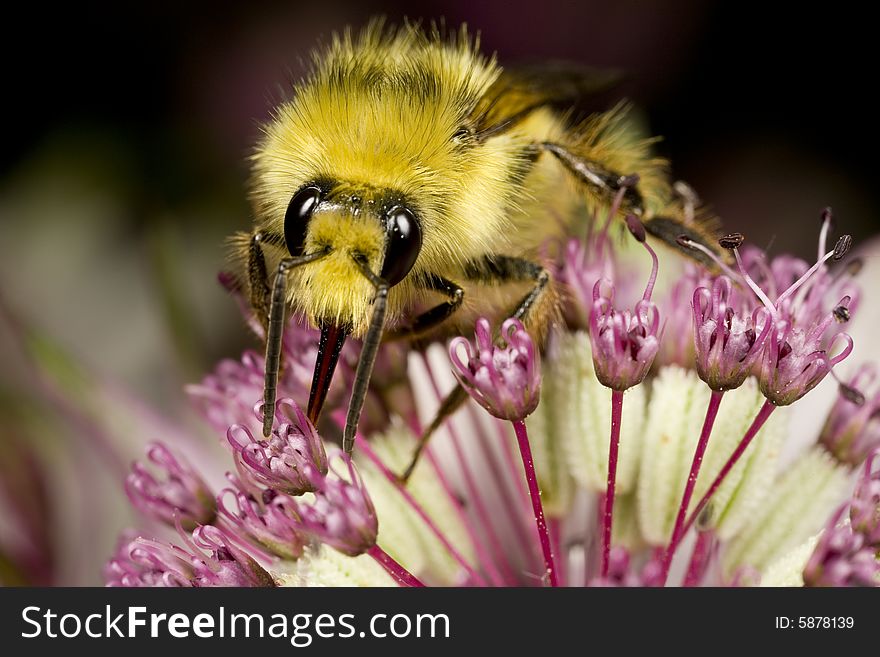 Bee Gathering Nectar