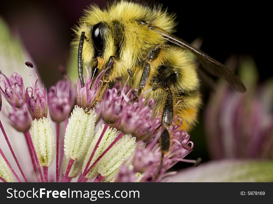 Bumblebee Pollinating Flower