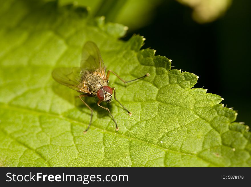 Fly Perched On Leaf