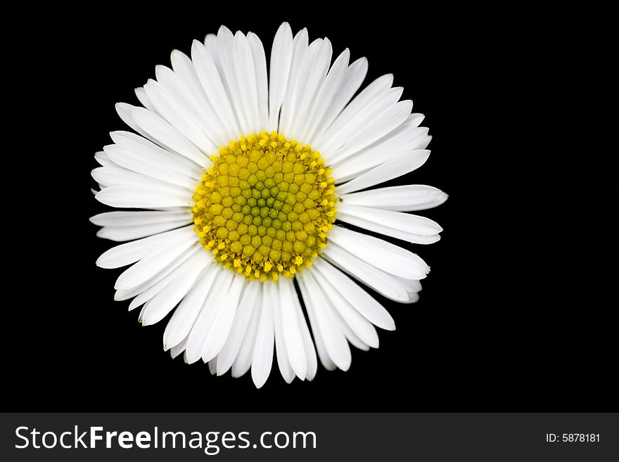 Daisy isolated with black background. Daisy isolated with black background