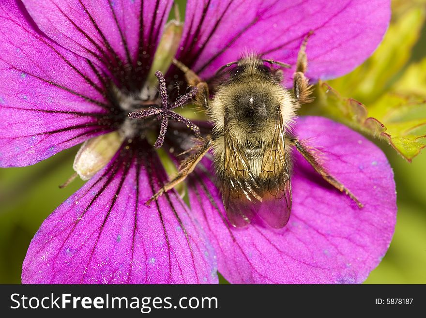 Closeup of a bee on a purple flower. Closeup of a bee on a purple flower