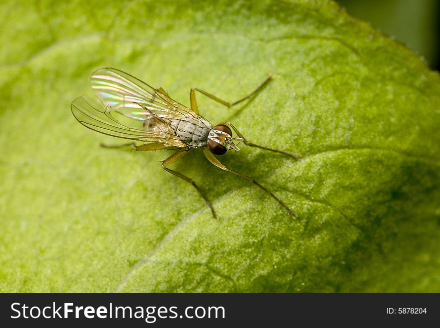 Closeup of a small fly perched on a leaf. Closeup of a small fly perched on a leaf