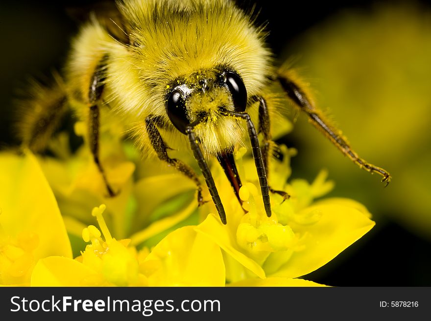 Closeup of a bee gathering nectar in a garden in the Pacific Northwest