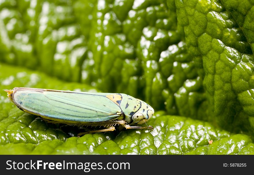 Closeup of leafhopper on leaf in Pacific Northwest