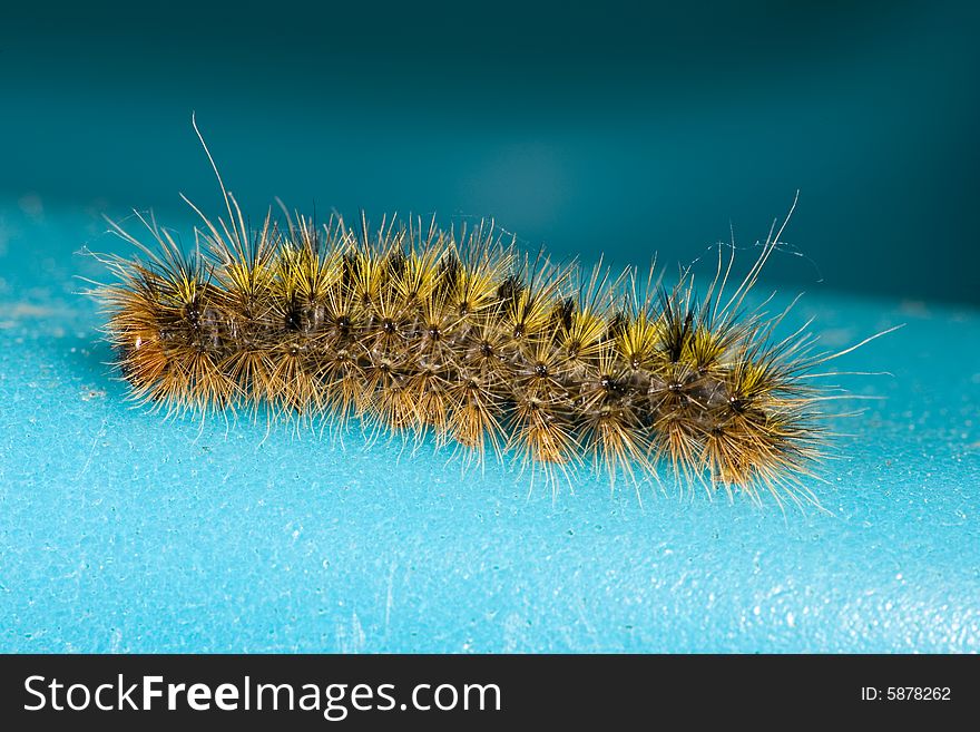 Spiny caterpillar crawling on blue surface