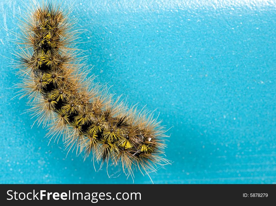 Spiny Caterpillar On Blue Background