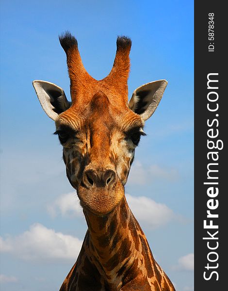 Up close facial view of a grazing Giraffe. Up close facial view of a grazing Giraffe