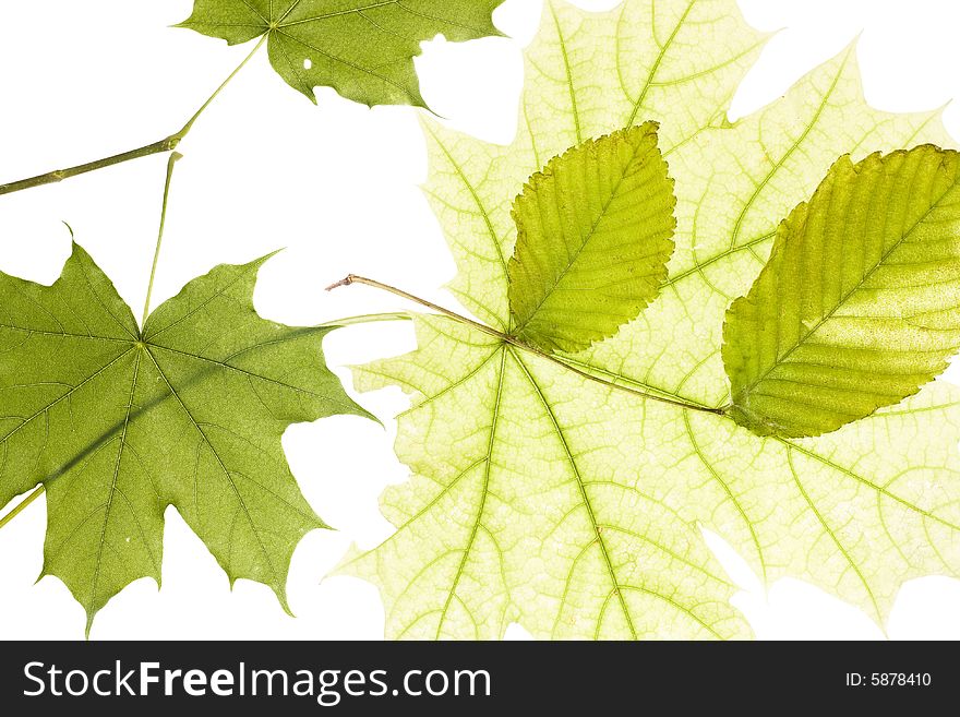 Leaves isolated on white background. Leaves isolated on white background