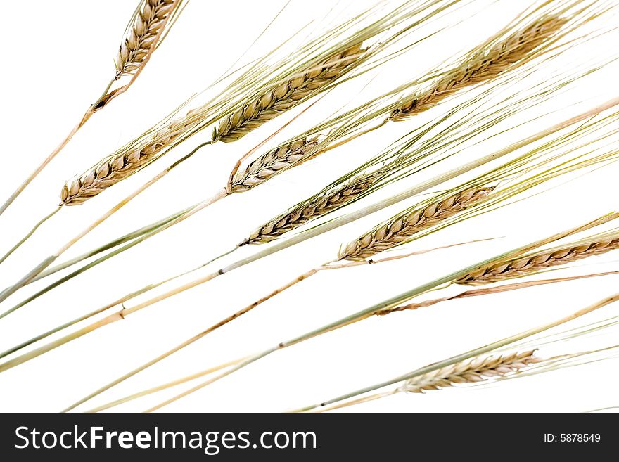 Wheat, ears isolated on white background