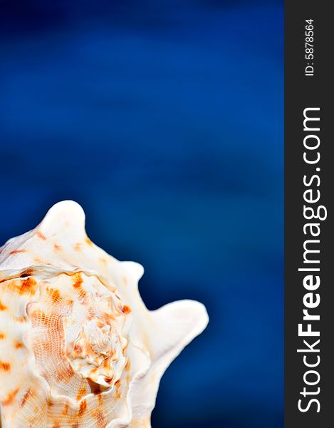Seashell with sea background