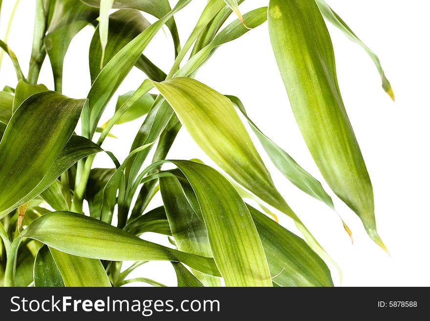 Bamboo isolated on white background