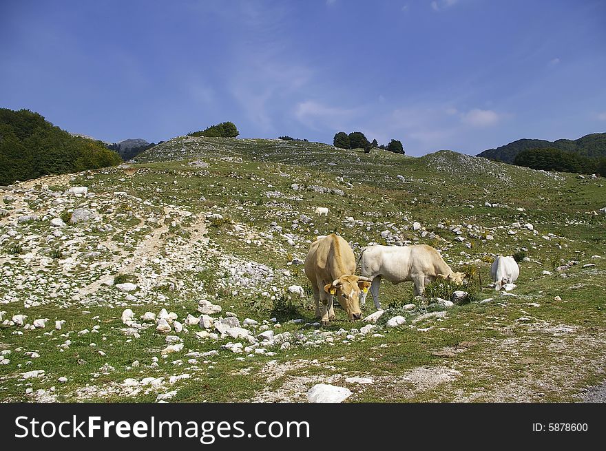 High mountain pasture in Lazio