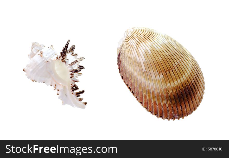 Seashells isolated on white background