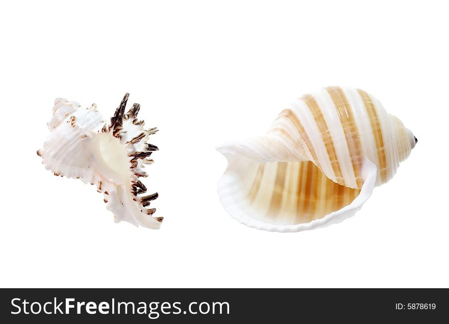 Seashells isolated on white background