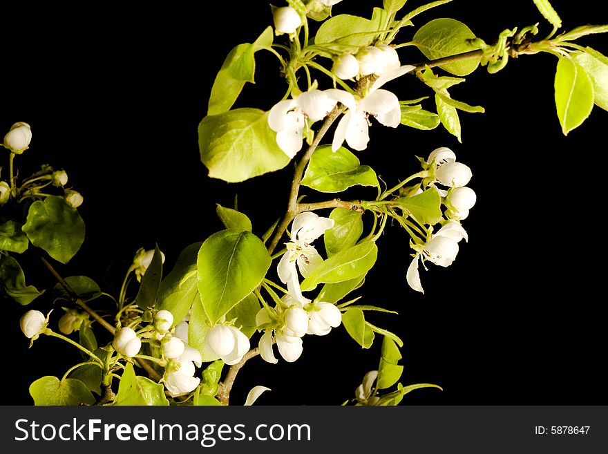 Beautiful flower isolated on black background.