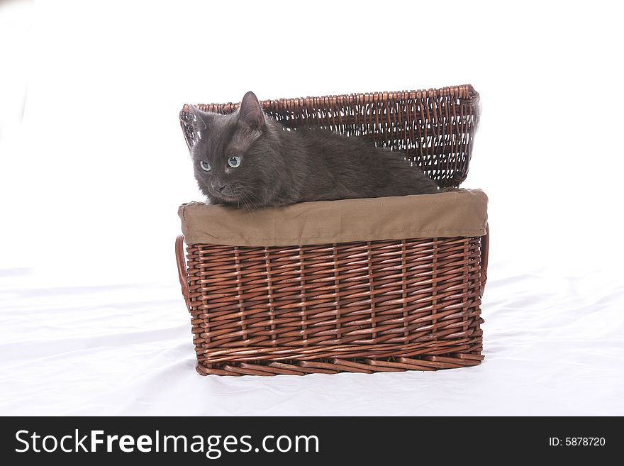 Black cat coming out of a wicker basket