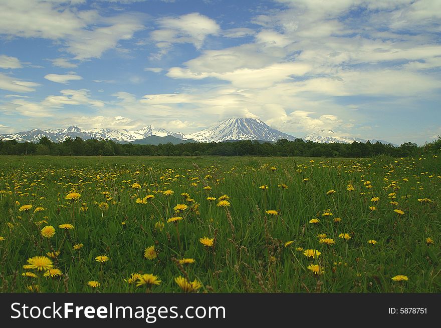 Mountain flowerses above cloud on background of the beautiful vulcan.