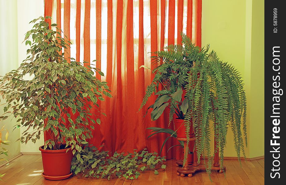 Yellow living room interior with plants and curtain