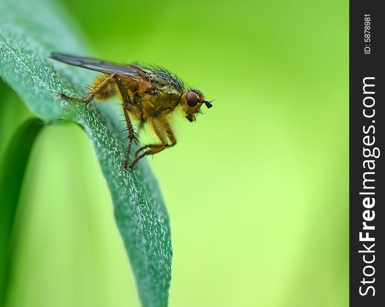 Shot of orange shaggy fly sits on a green leave on a homogeneous background. Shot of orange shaggy fly sits on a green leave on a homogeneous background