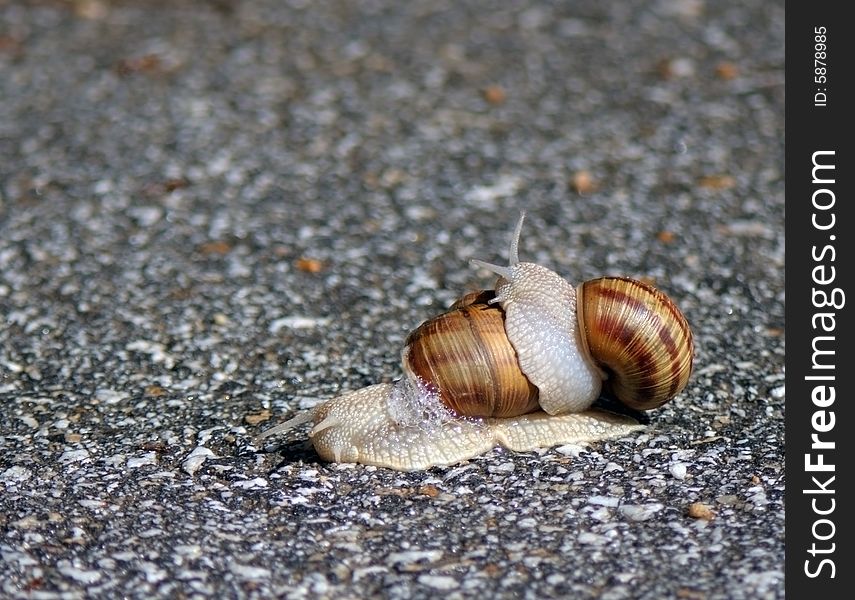 Two snails one rides other drives on. Two snails one rides other drives on