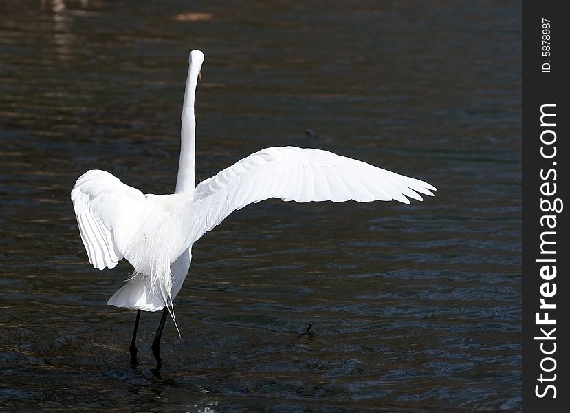 Great White Egret Dances