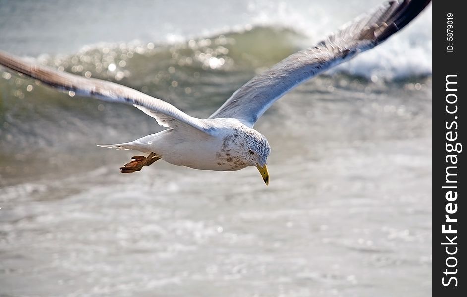 Gull above waves