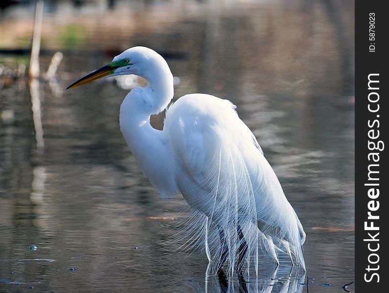 Great white egret huning in a lake