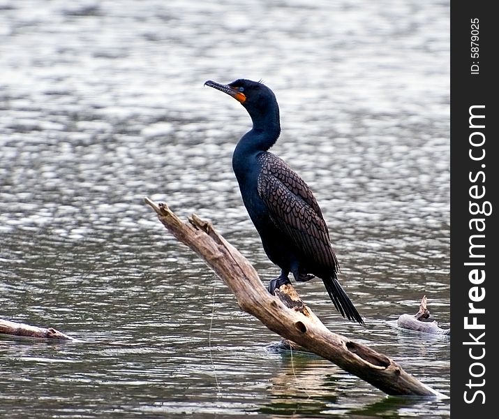 Black Cormorant Perched on the half sunken log. Black Cormorant Perched on the half sunken log