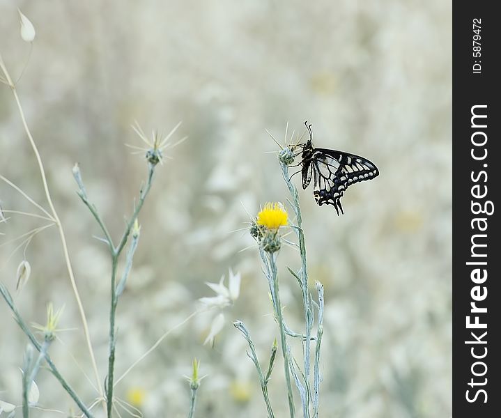 Swallowtail butterfly perched on a wildflower
