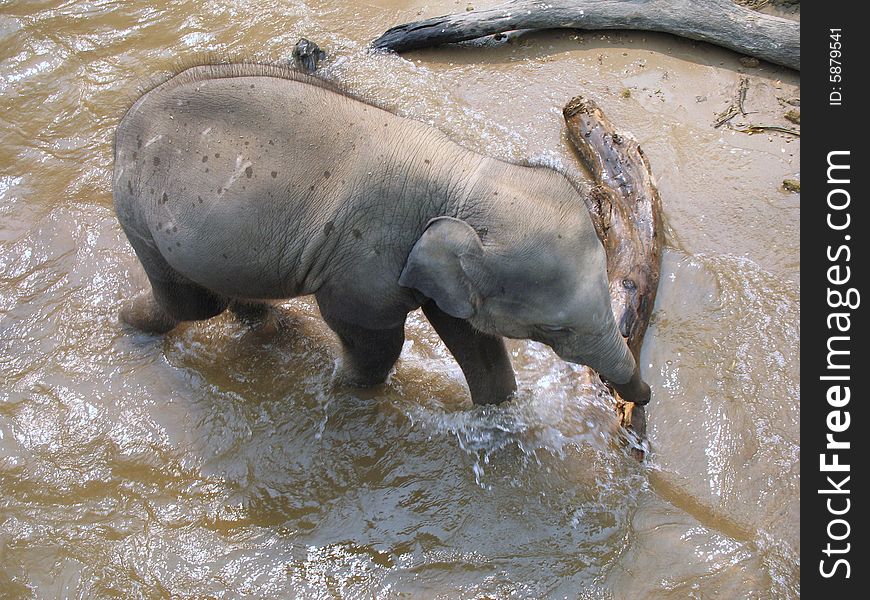 Baby Asian elephant playfully and carelessly crossing a river, in Thailand. Baby Asian elephant playfully and carelessly crossing a river, in Thailand.