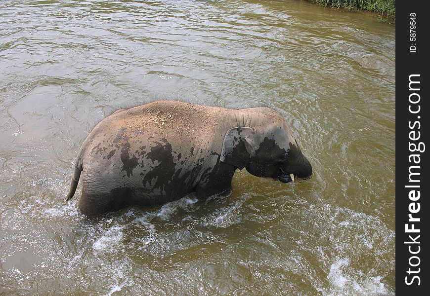 Baby Asian elephant crossing river, in Thailand. Baby Asian elephant crossing river, in Thailand.