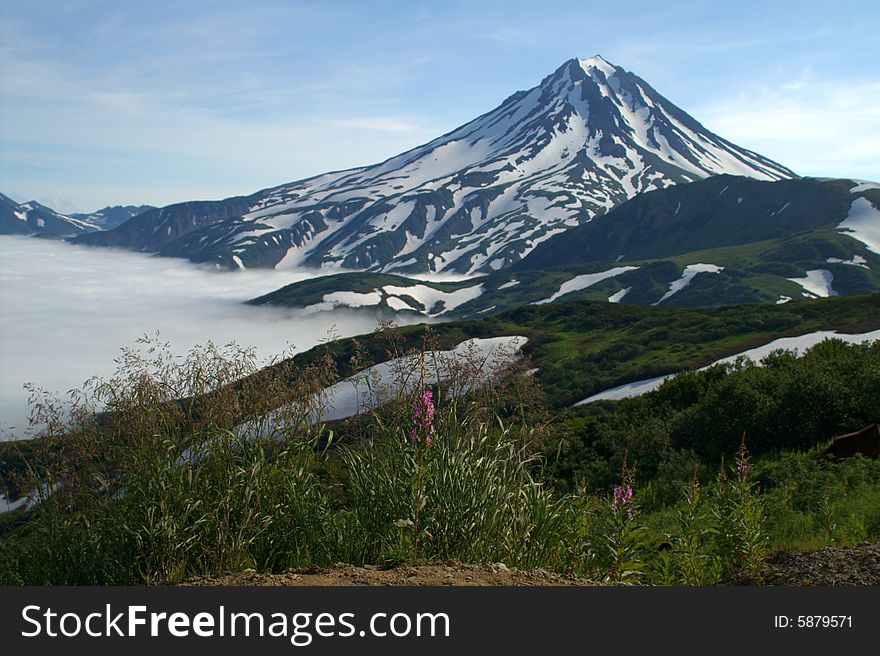 Mountain flowerses above cloud on background of the beautiful vulcan.