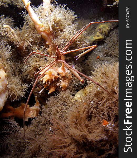 Arrow Crab Under Bridge