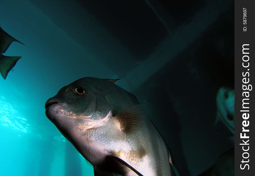 Fish Under Bridge