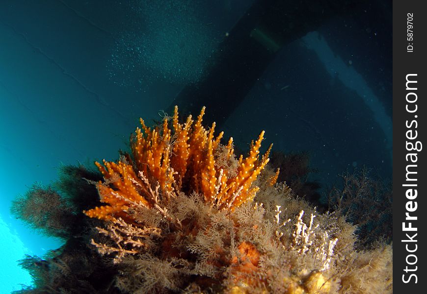 This image was taken under a favorite diving spot. The bridge at Blue Heron Blvd in Riviera Beach, Florida. This image was taken under a favorite diving spot. The bridge at Blue Heron Blvd in Riviera Beach, Florida