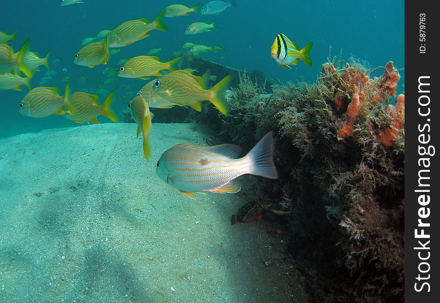 This image was taken under a favorite diving spot. The bridge at Blue Heron Blvd in Riviera Beach, Florida. This image was taken under a favorite diving spot. The bridge at Blue Heron Blvd in Riviera Beach, Florida