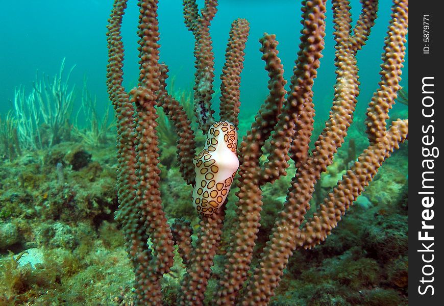 Flamingo Tongue