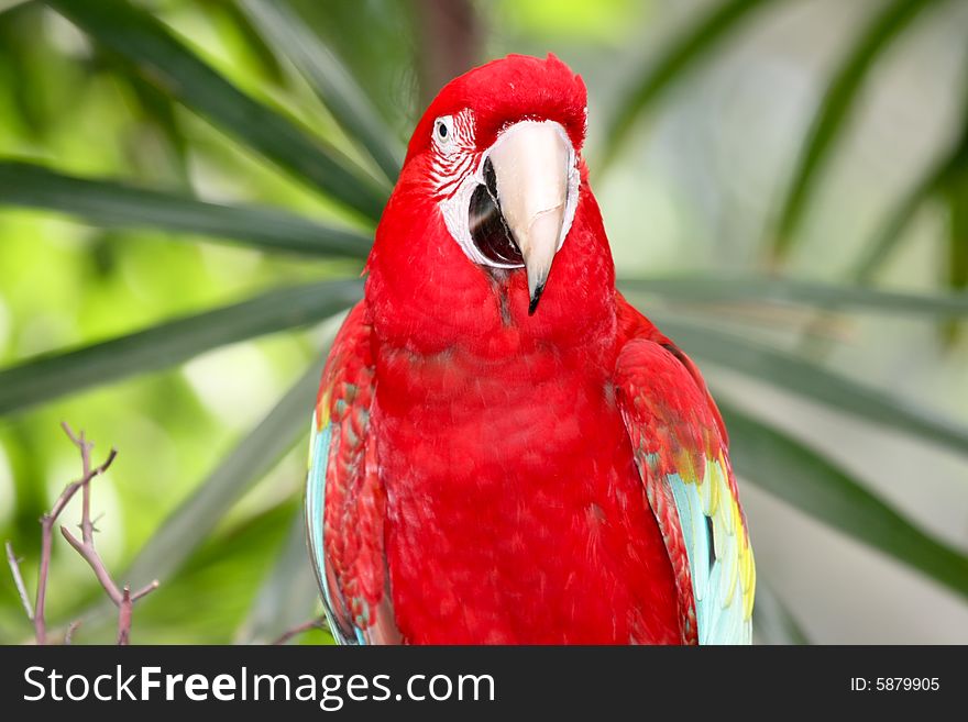 Red and colorful parrot in to the wild