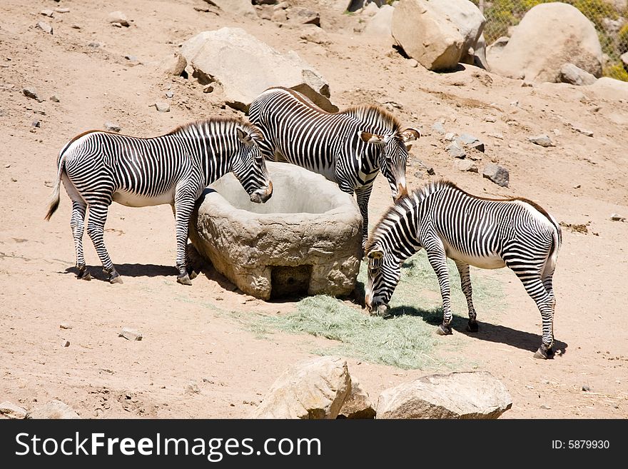 Group of zebra feeding grass.