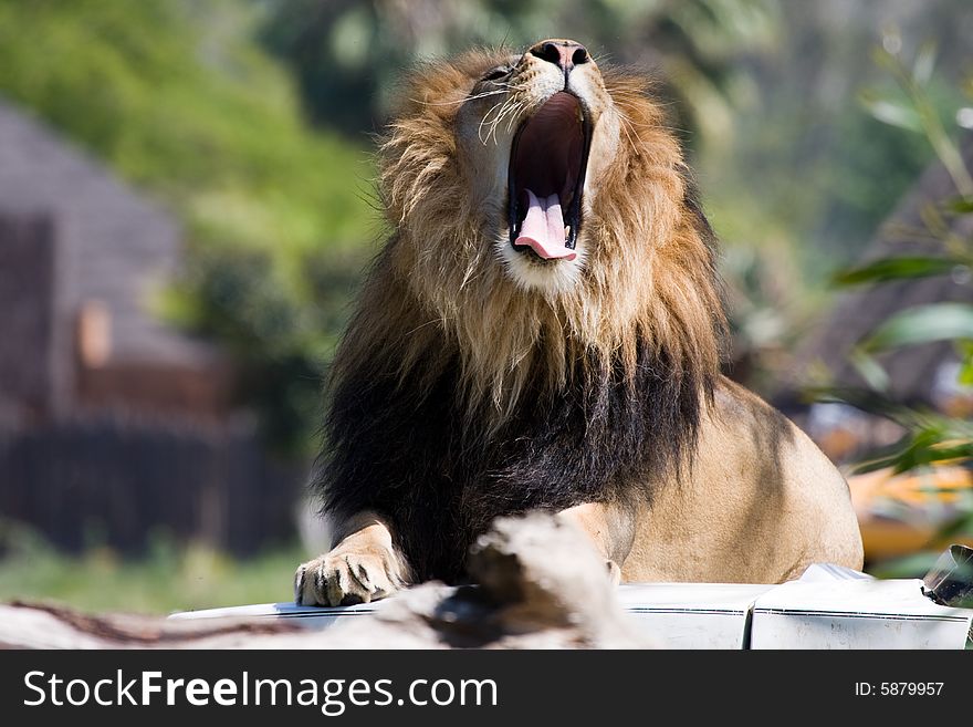 African wild life lion roaring. African wild life lion roaring.