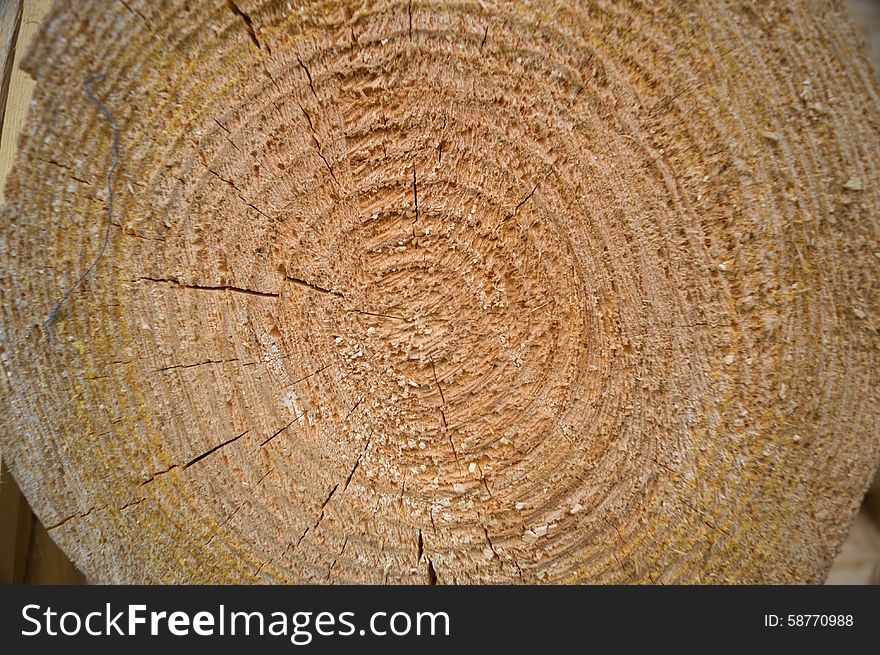 Wood Tree Rings Texture