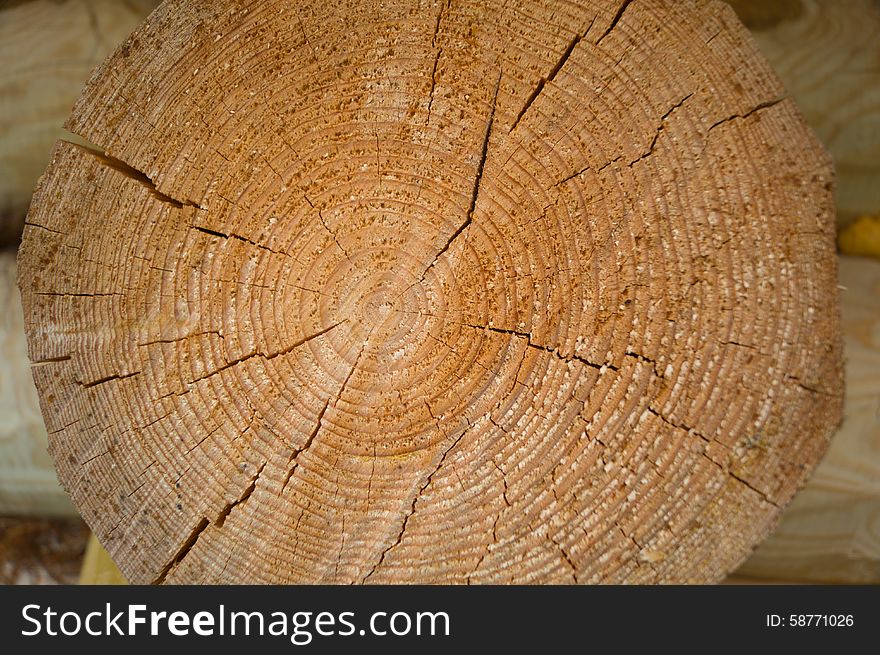 Wood Tree Rings Texture