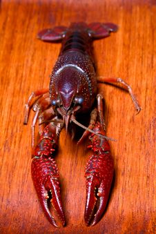 Crayfish Royalty Free Stock Photography Crayfish Royalty Free Stock Photography