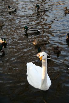 Graceful Swan In Front Of Mandarin Ducks Stock Photo Graceful Swan In Front Of Mandarin Ducks Stock Photo