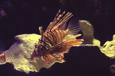 Lionfish Stock Photography Lionfish Stock Photography