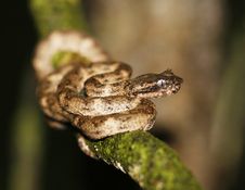 Palm Viper Royalty Free Stock Image Palm Viper Royalty Free Stock Image