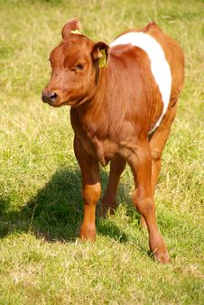 Cow Stock Photography