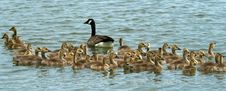 Canada Goose And Goslings Stock Photo Canada Goose And Goslings Stock Photo