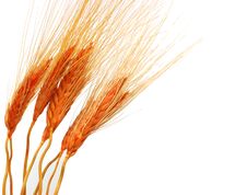 Wheat Ears Royalty Free Stock Images Wheat Ears Royalty Free Stock Images